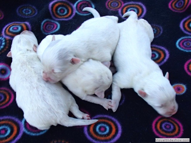 pups-2