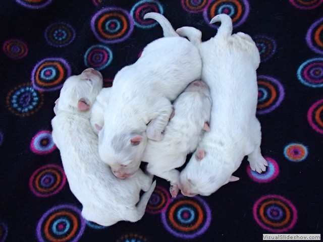 pups-3