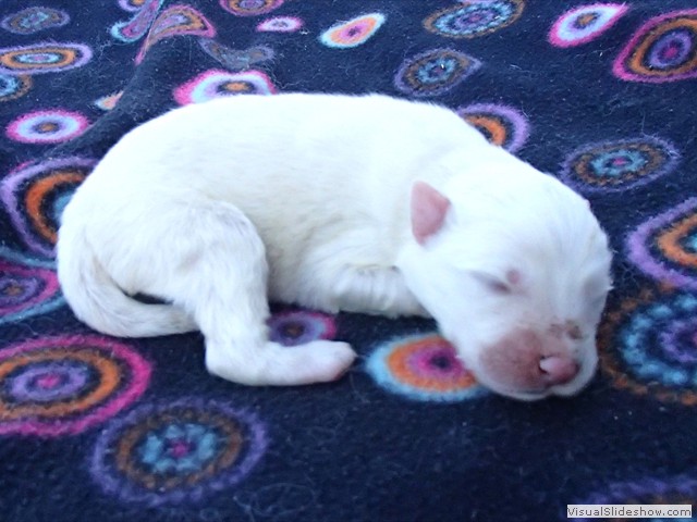 pups-4