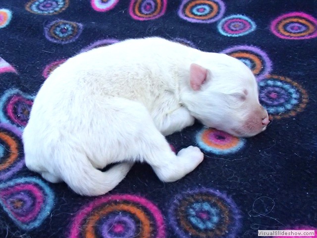 pups-5