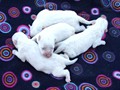 pups-1