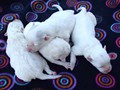 pups-2