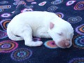 pups-4