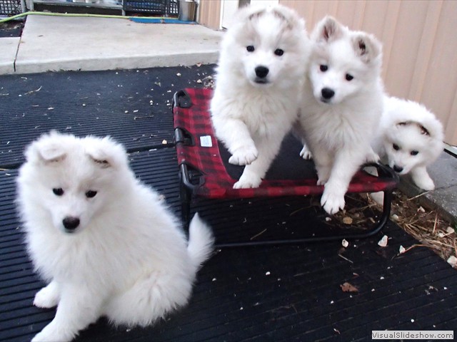 pups-1
