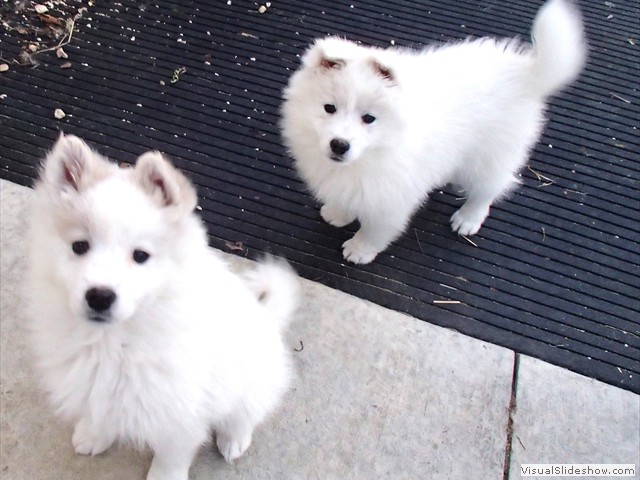 pups-3