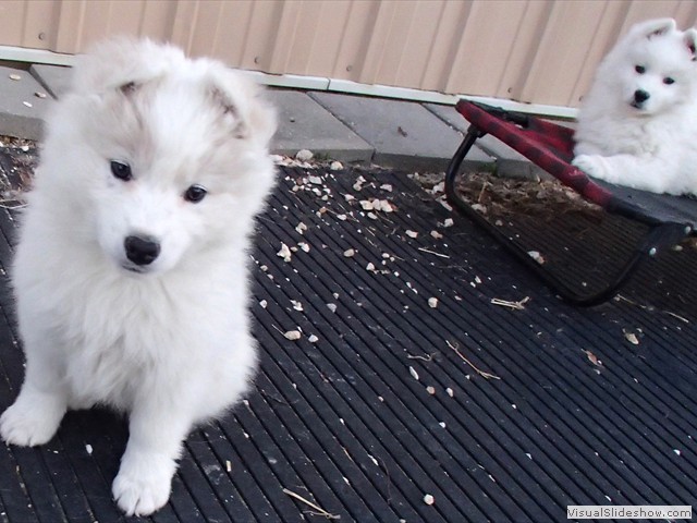 pups-4