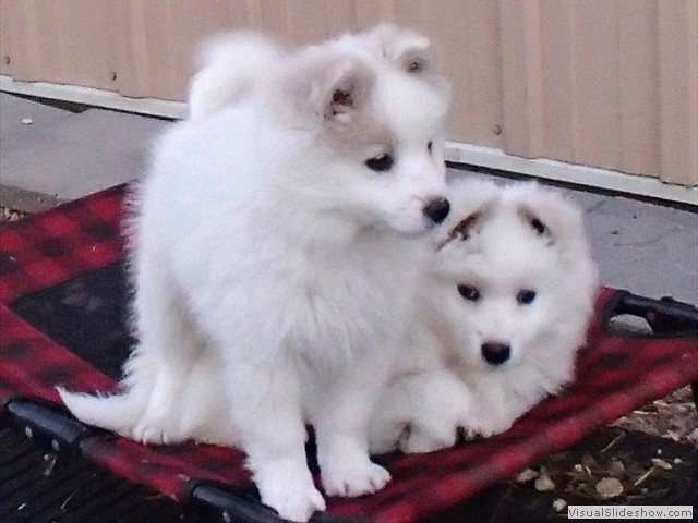 pups-5