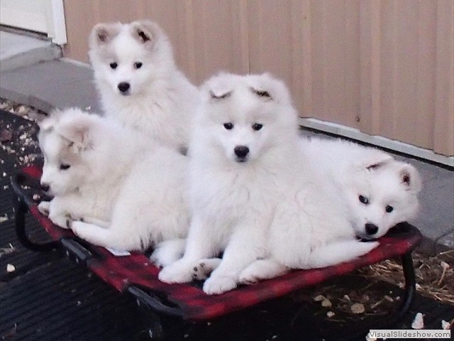 pups-6
