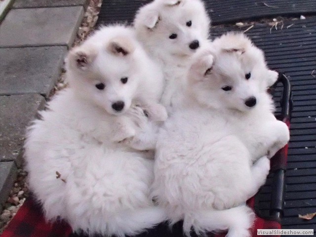 pups-7