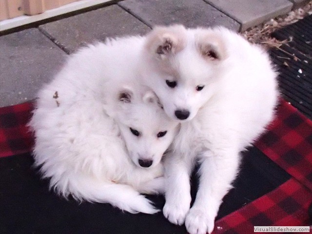 pups-8