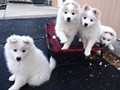 pups-1