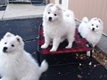 pups-2