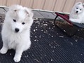 pups-4