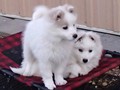 pups-5