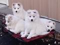 pups-6