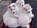 pups-7