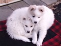 pups-8