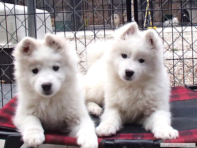 pups-1