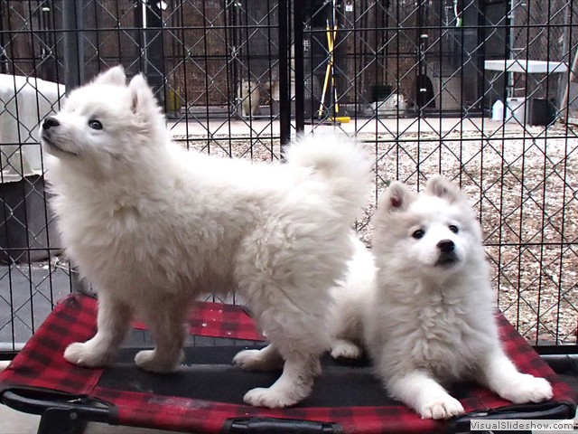 pups-2