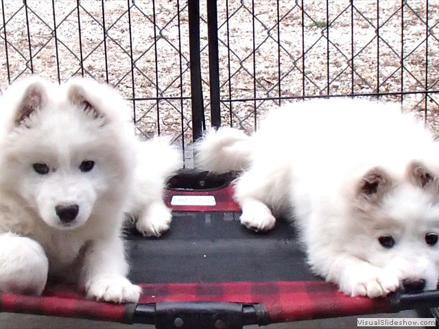 pups-3
