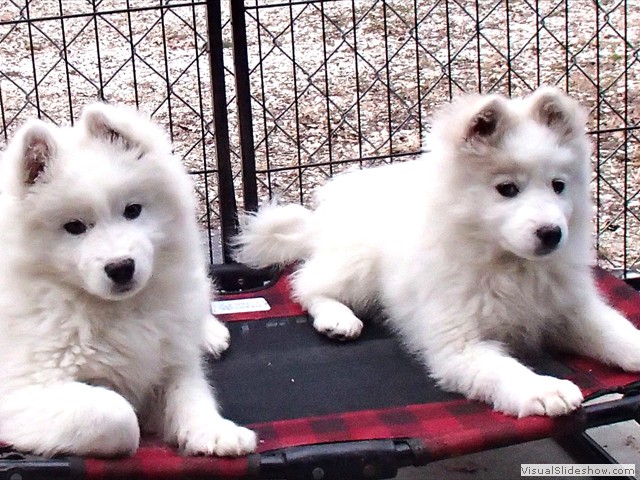 pups-4