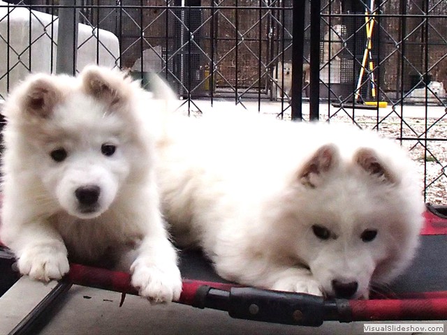 pups-5