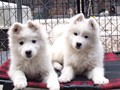 pups-1
