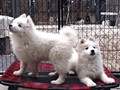 pups-2