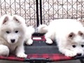 pups-3
