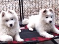 pups-4