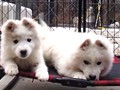 pups-5
