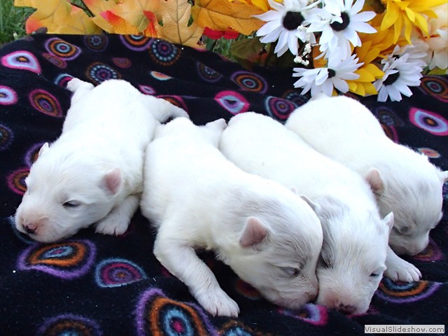 pups-1