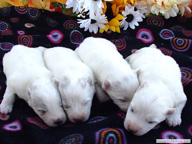 pups-2
