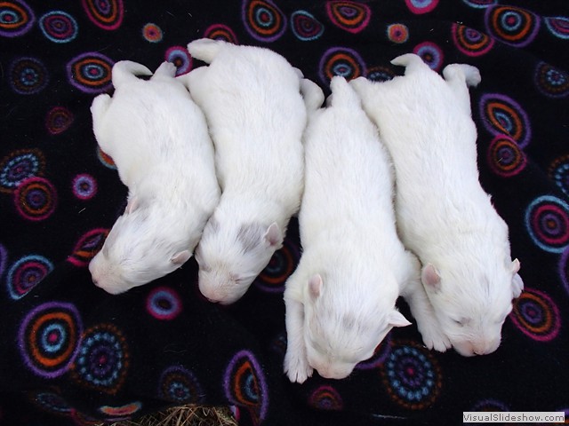 pups-3