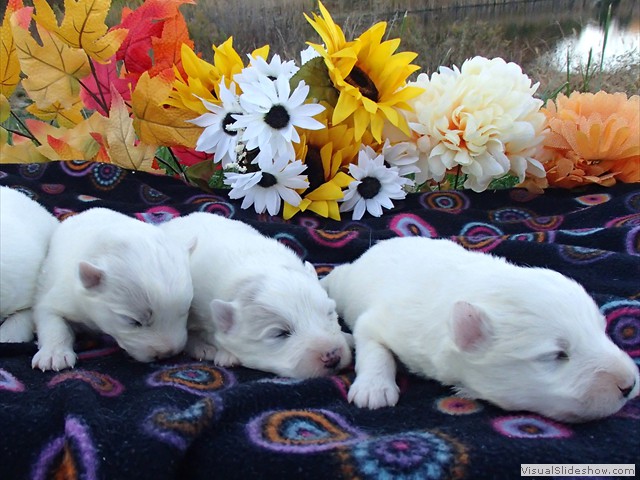 pups-4