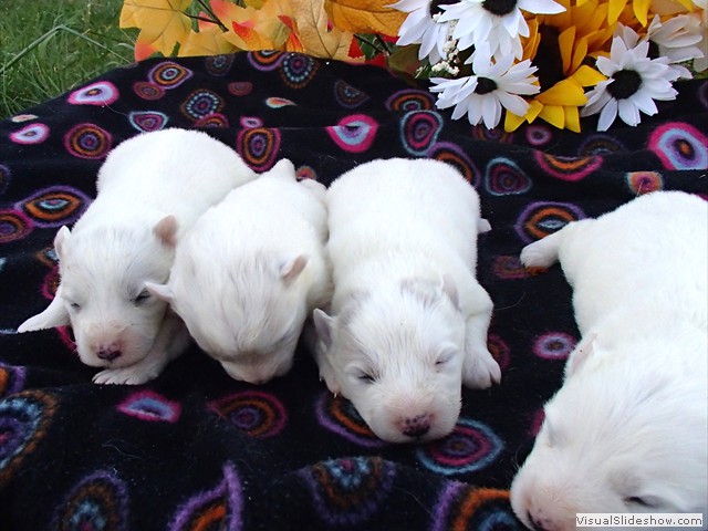 pups-6