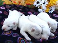 pups-1