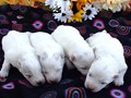 pups-2