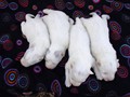 pups-3