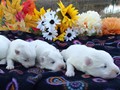 pups-4