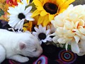 pups-5