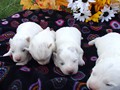 pups-6
