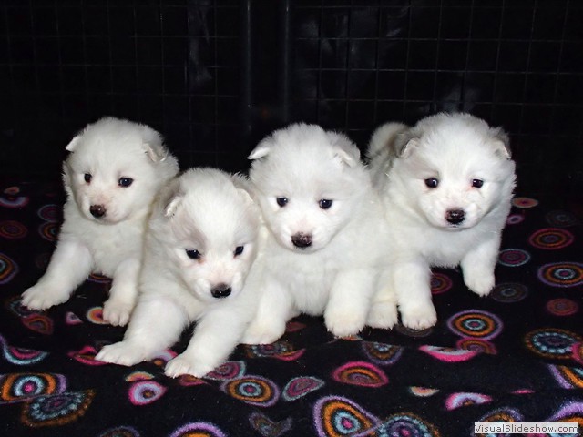 pups-1