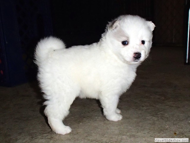 pups-10