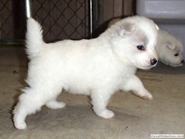 pups-11