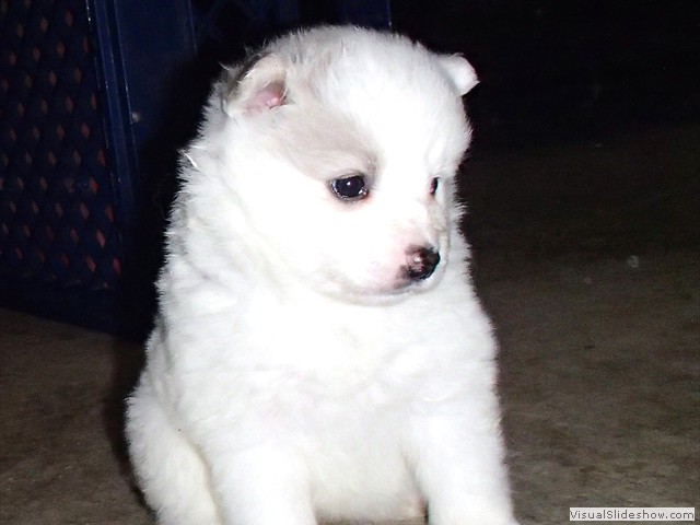 pups-12