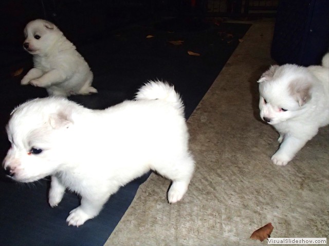 pups-13