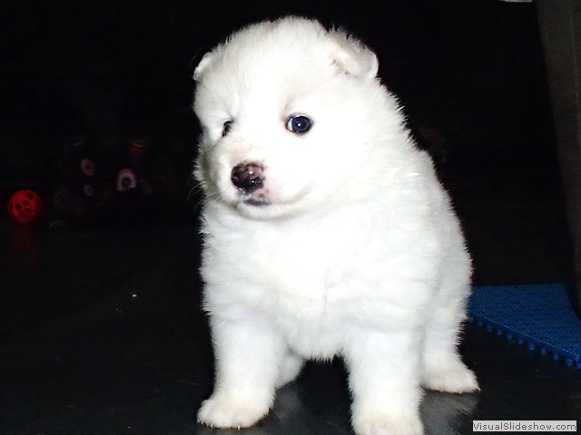 pups-15