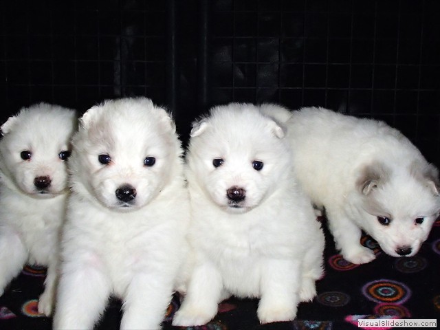 pups-2