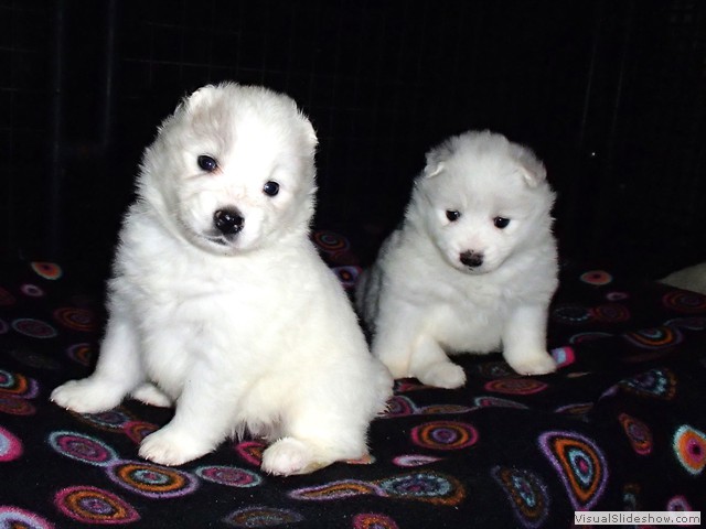 pups-3